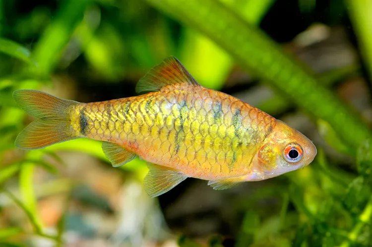 Gold (Chinese) Barb